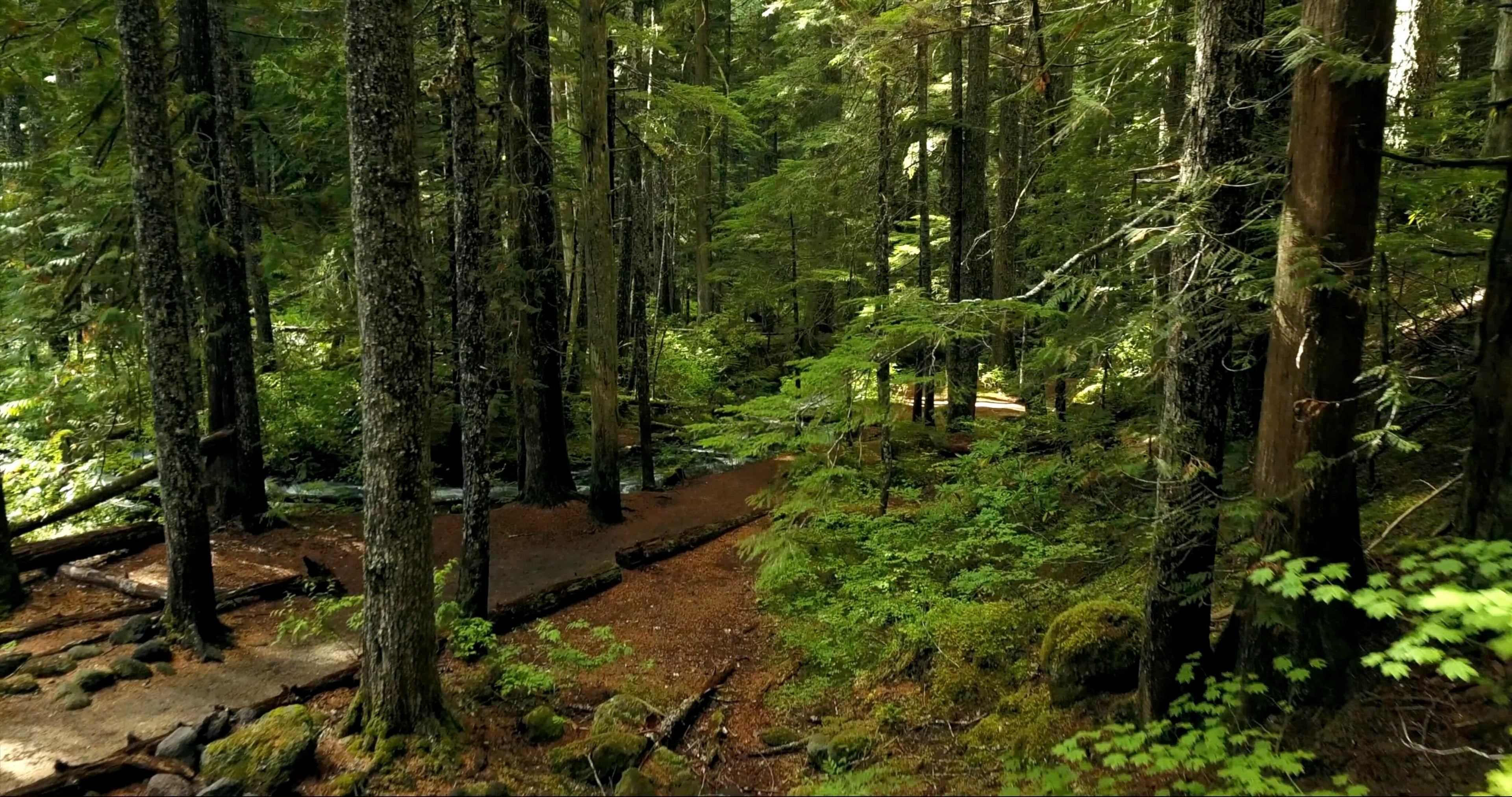 Wild woodland